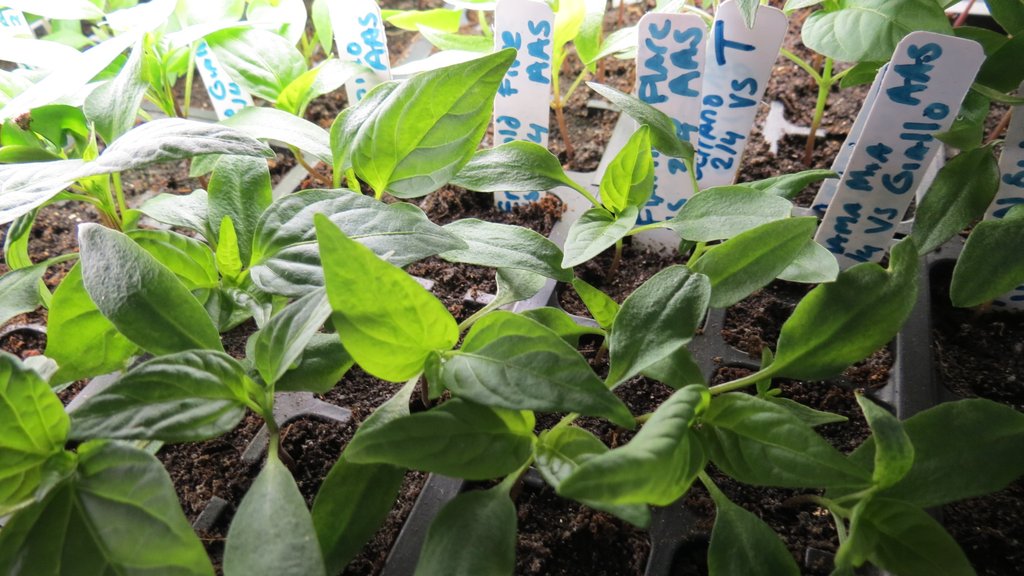 How To Use Worm Castings For Your Tomato & Vegetable Seed Starts...