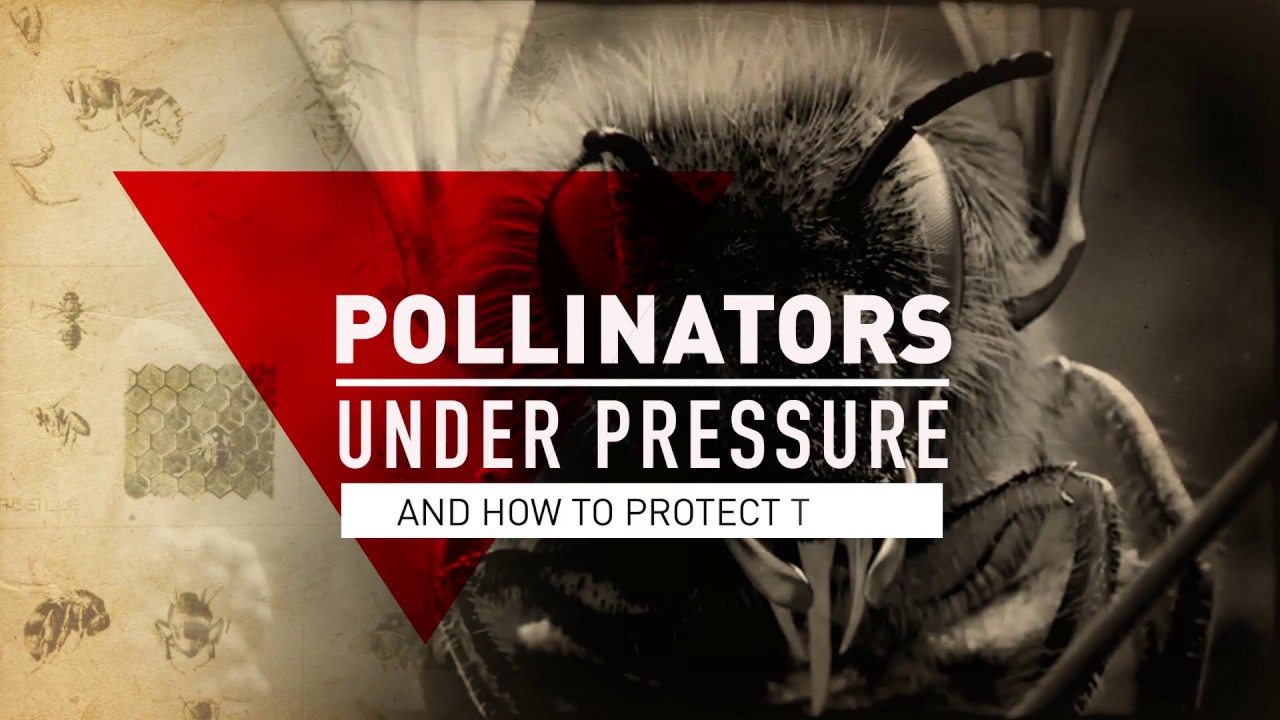 Pollinators Under Pressure...