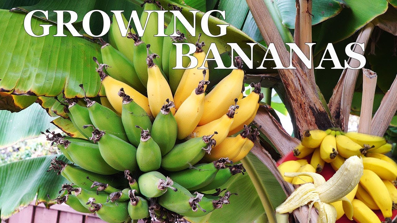 Three Year Bananas – Growing Dwarf Banana Trees In Your Garden...