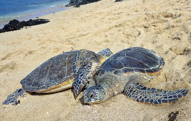 Microplastics Found In All Sea Turtle Species...