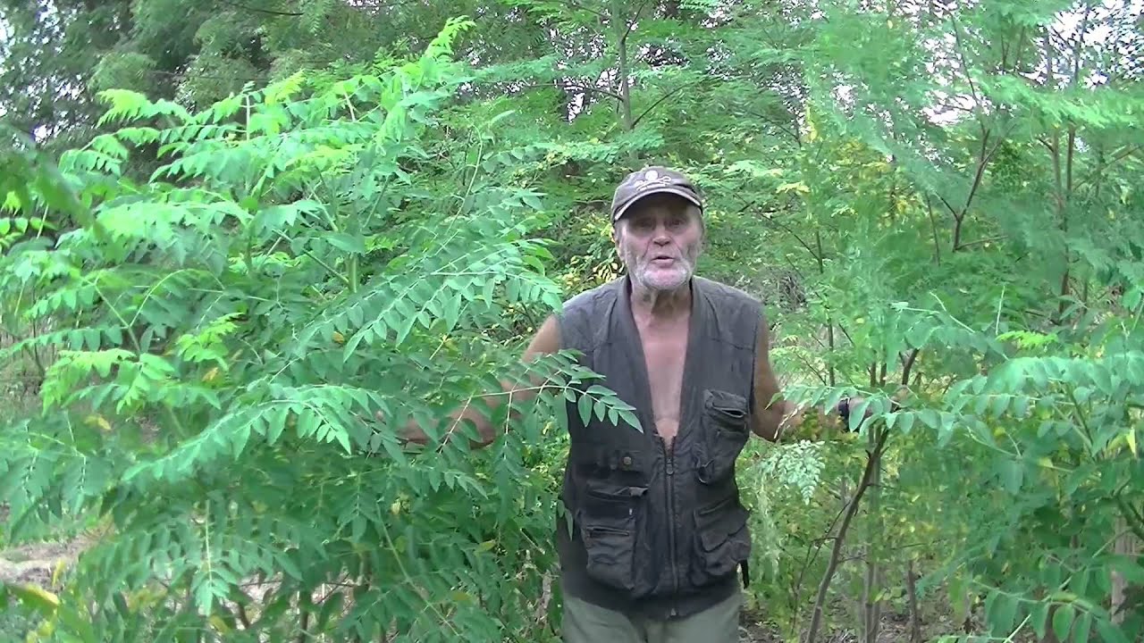 Moringa: Sowing, Growing, Harvesting, Drying The Leaves & Making Dietary Capsules...