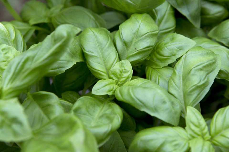 Basil, How To Grow More Than You Can Eat...