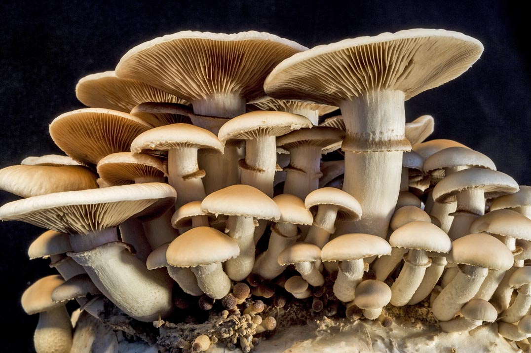 How To Farm Mushrooms For Food, Medicine & Bioremediation...