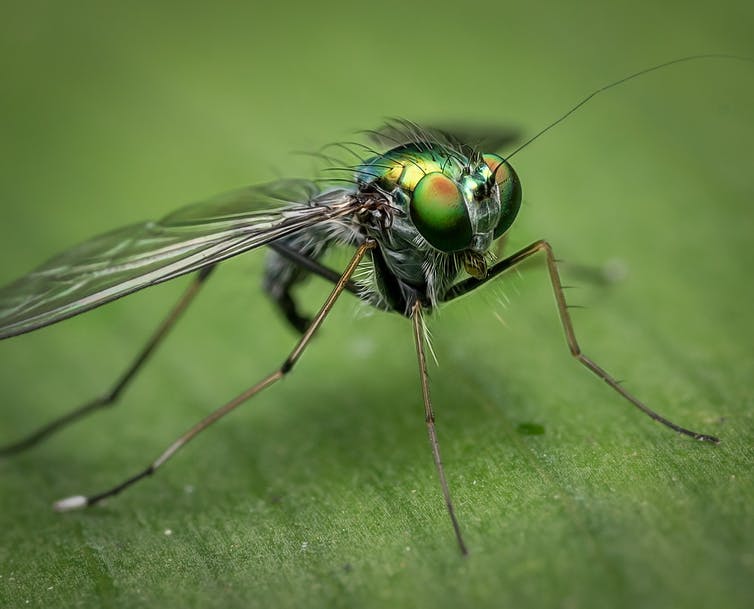 The World's Insects Are On The Verge Of A "Catastrophic Collapse"...