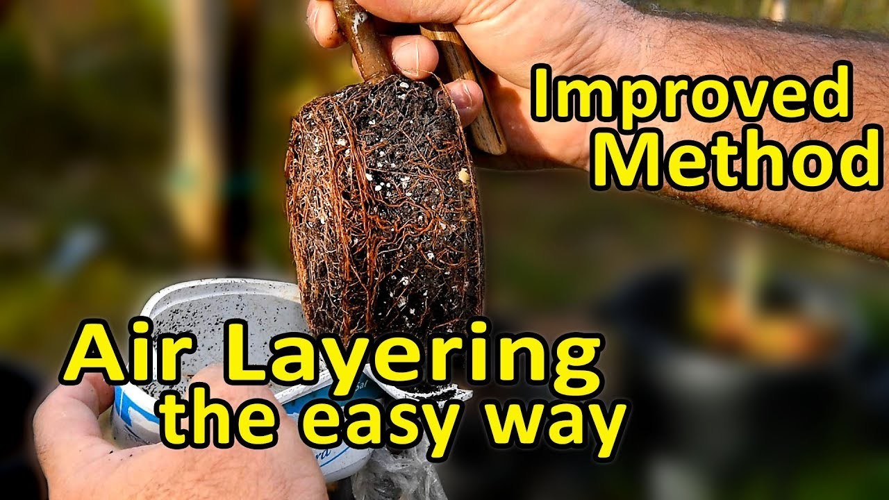 Clone Your Fruit Trees The Easy Way With Air Layering...
