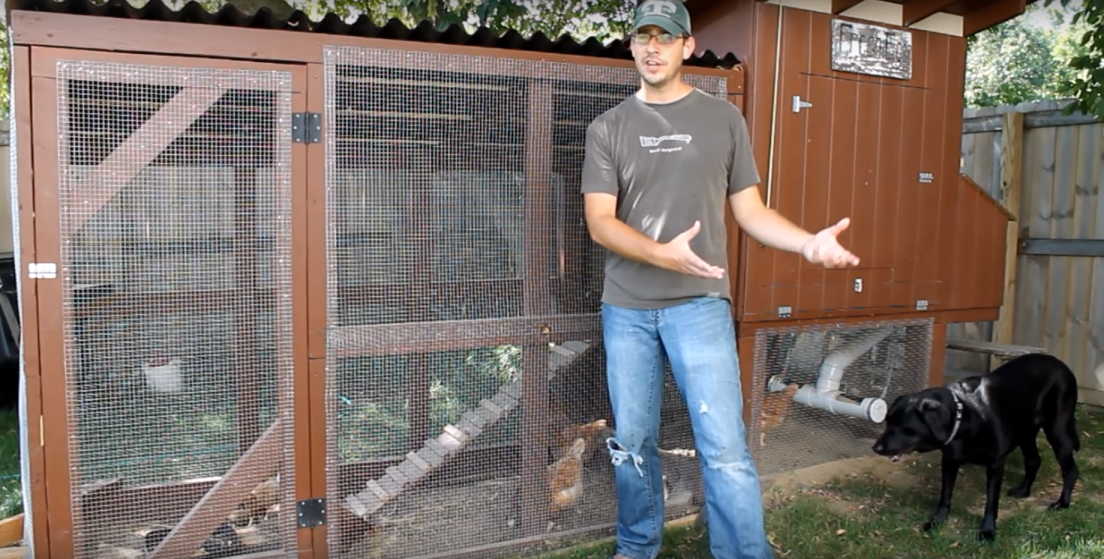 Are Backyard Chickens Really Worth It?