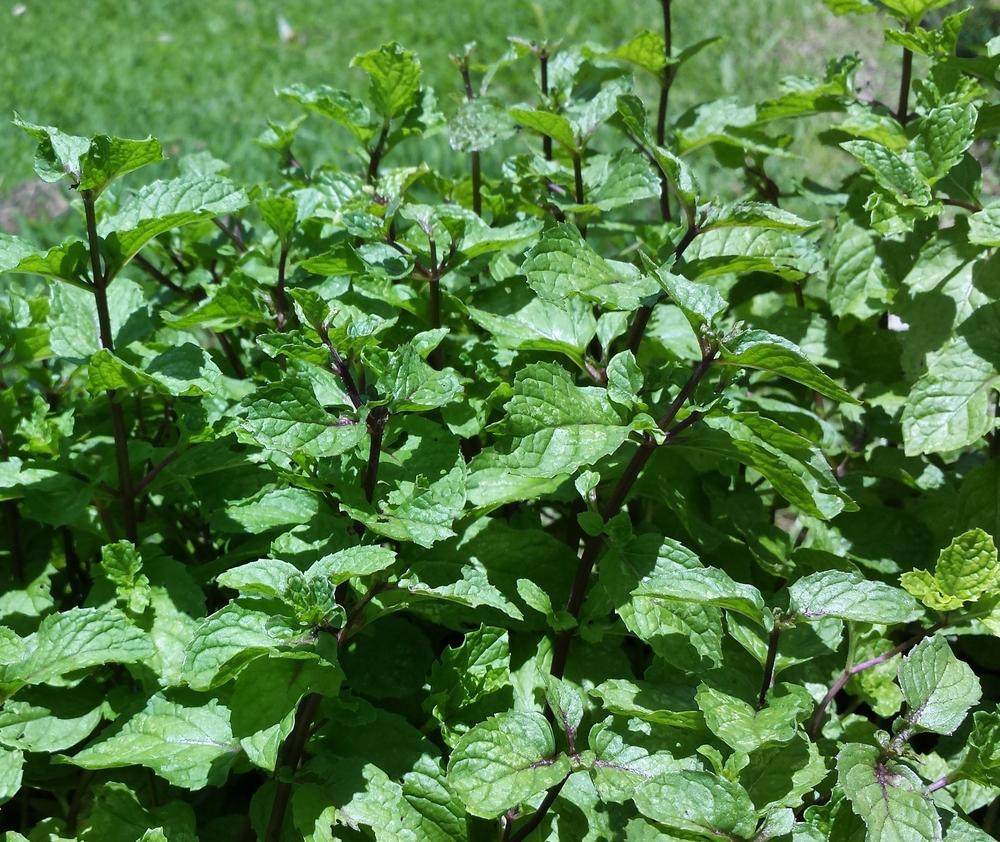 Insect Repelling Plants That Drive Away Nasty Pests...