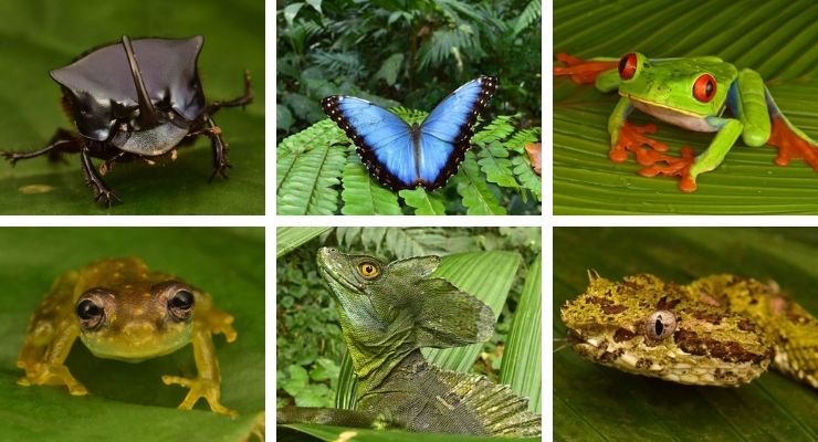 Dozens of ‘Extinct’ Creatures Found Alive in ‘Lost City’ Deep Within Rainforest...