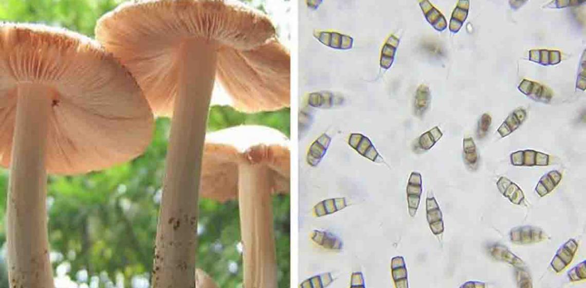 Edible Mushroom Discovered That Eats Plastic & It Could Help Clean Our Landfills...