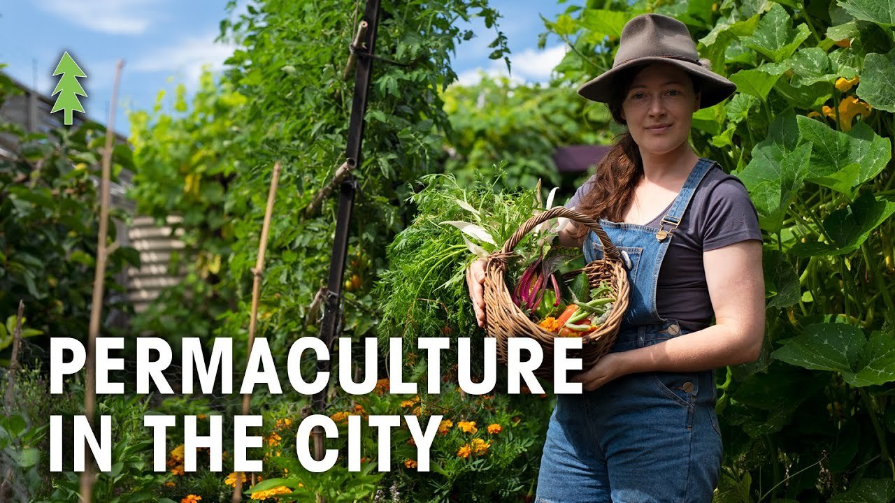 Incredibly Abundant Permaculture Garden In The City Produces Over 400kg Of Food Per Year...