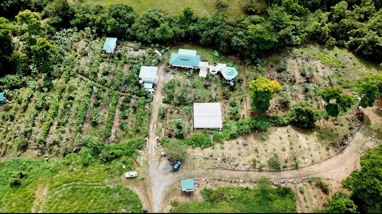 Dreamy Homestead in Costa Rica: Food Abundance In Only Months Of Growth!