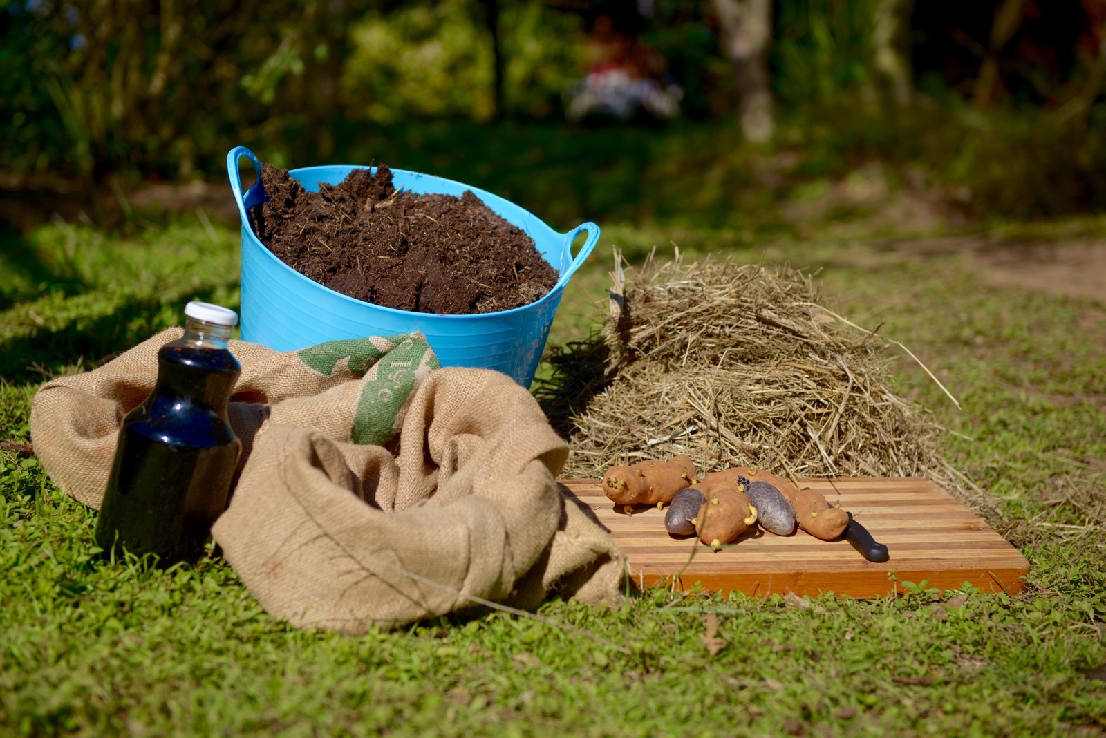 How To Grow Urban Potatoes...