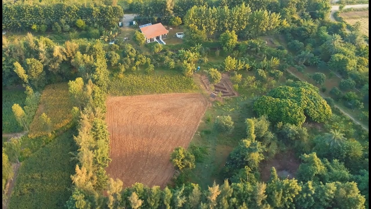 The joy of growing a food forest using Permaculture Farming...