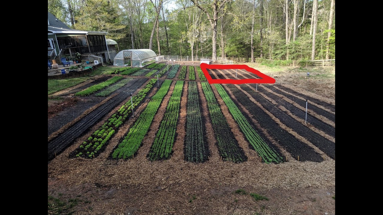 Creating New No Till Garden Beds Using Chickens...