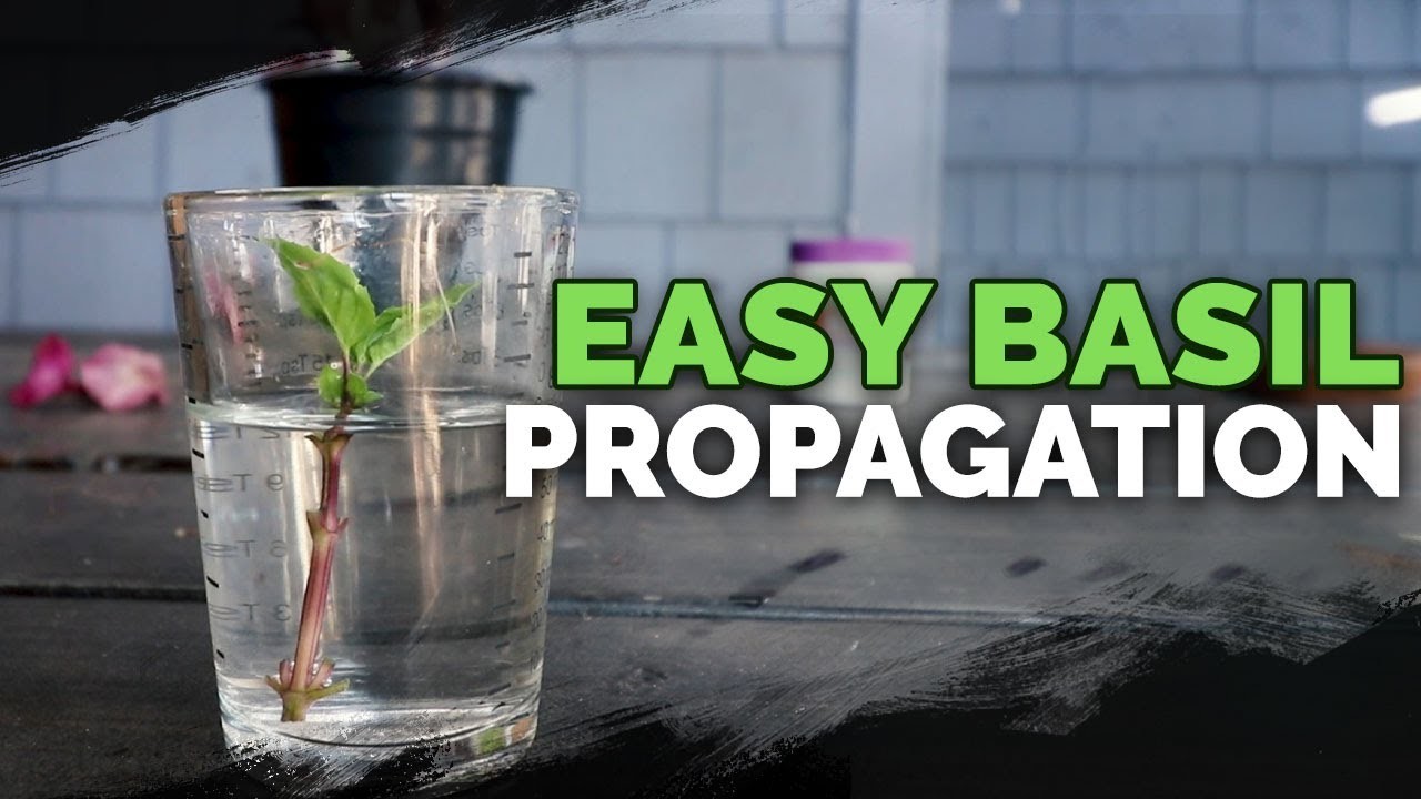 Propagating Basil: How To Grow An Infinite Supply...