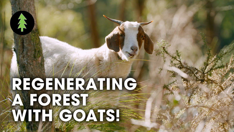 How Goats Are Regenerating A Forest & Protecting This Town From Bushfire...