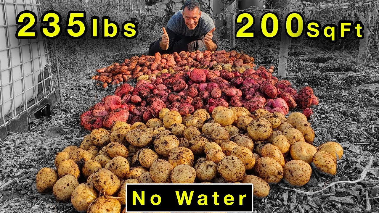 Growing 235 lbs Of Potatoes In 200 sq ft Without Watering...