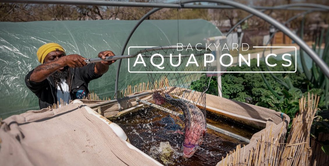 Farming Fresh Fish & Vegetables With Backyard Aquaponics...