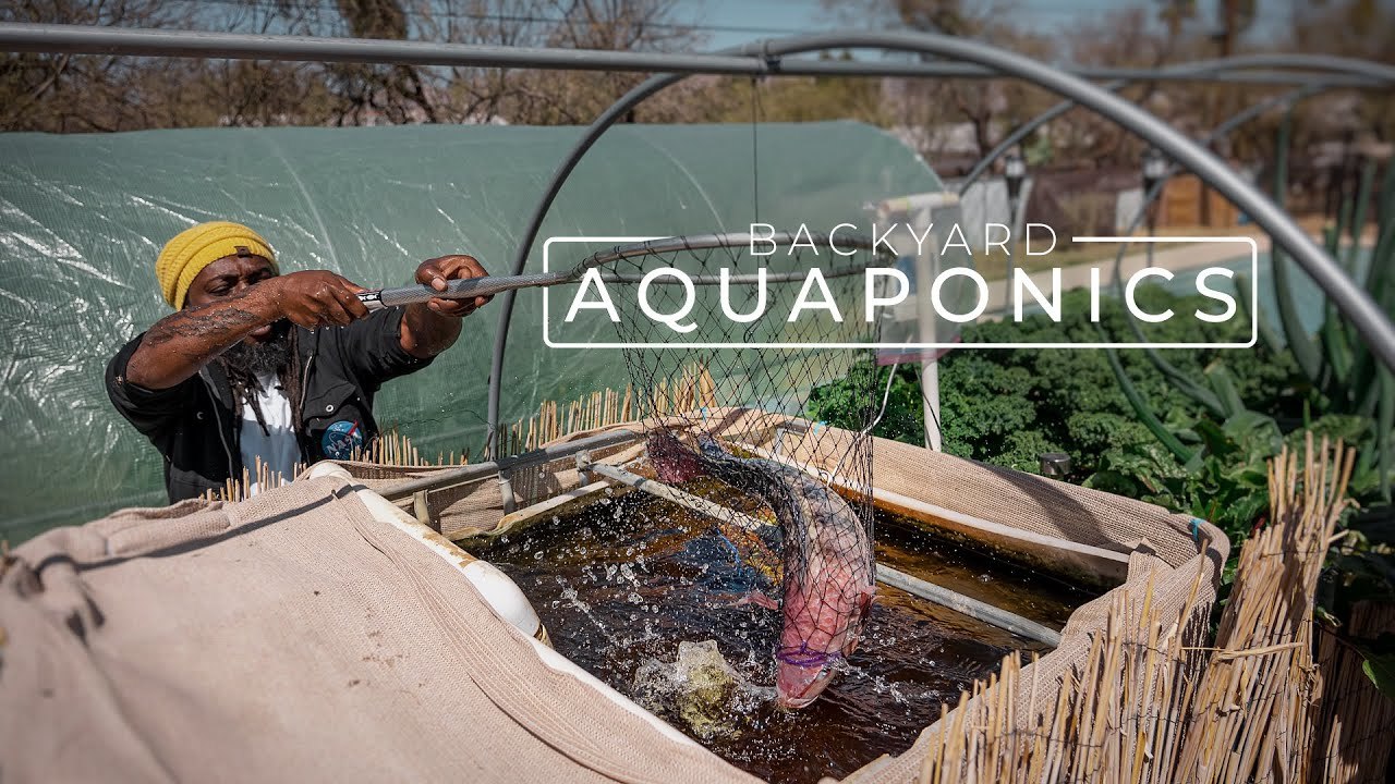 Farming Fresh Fish & Vegetables With Backyard Aquaponics...