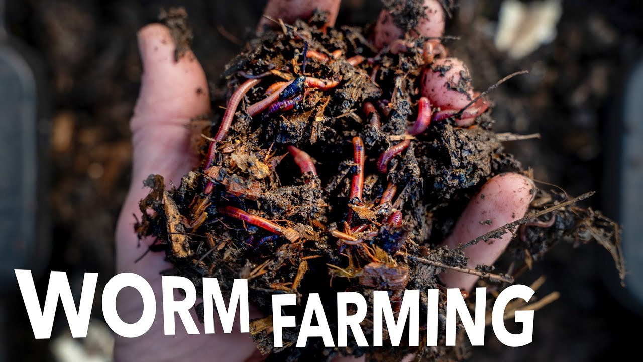 Worm Composting & Breeding At Any Scale – Tour Arizona Worm Farm...