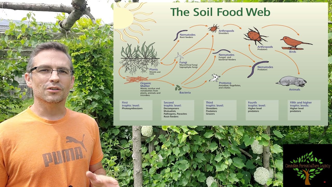A Complete Guide To Soil Microbiology – Improving Your Soil Microbiome...