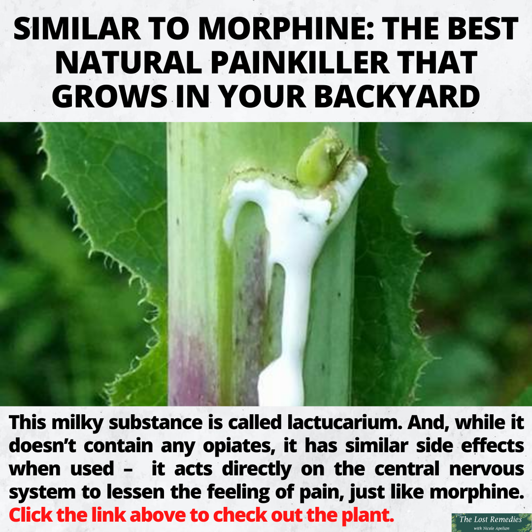Lost Remedies In Your Backyard...