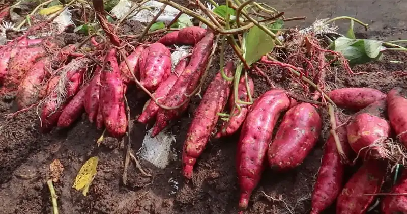 Growing Tons Of Sweet Potatoes In Bags...