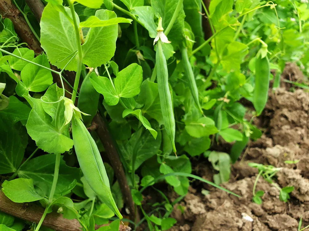 Harnessing Nitrogen Fixing Plants and Microbes for Sustainable Gardens