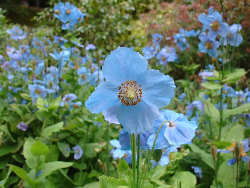 How to Grow Himalayan Blue Poppies Successfully